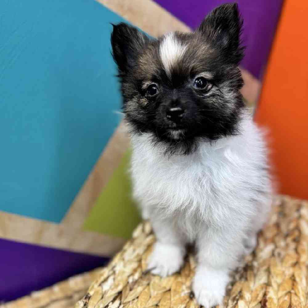 carousel pet images