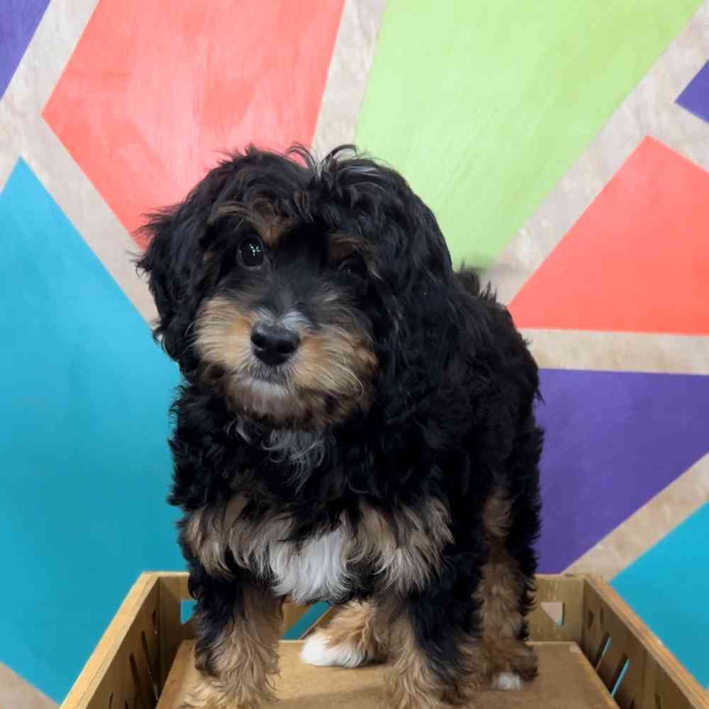 carousel pet images