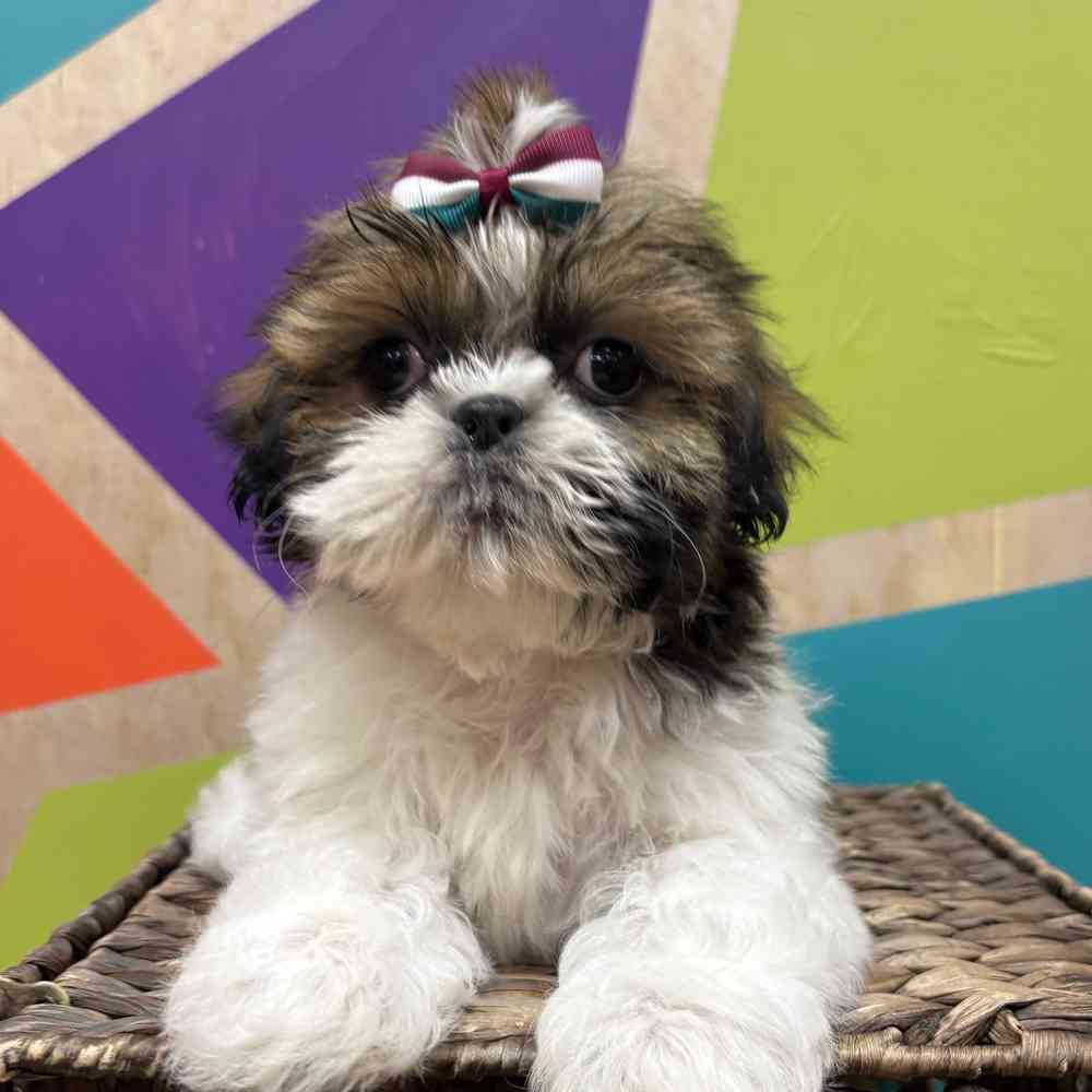 carousel pet images