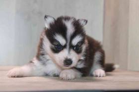 Pomsky