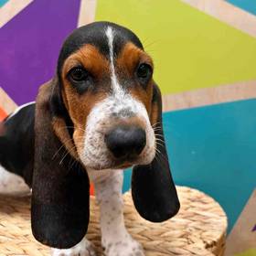 Basset Hound