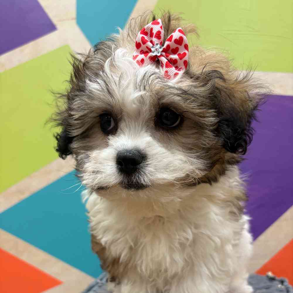 carousel pet images