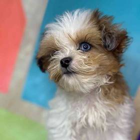 Teddy Bear