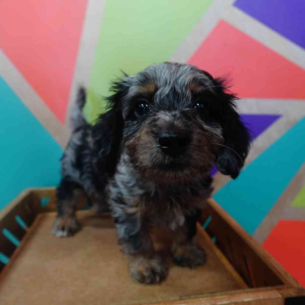 pet breed image