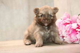 Pomeranian