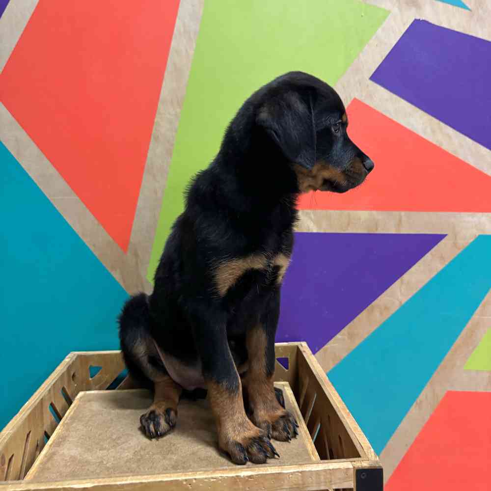 carousel pet images