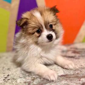 Pomeranian