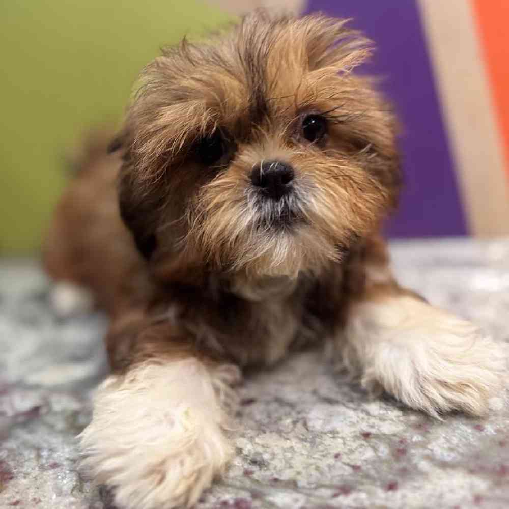 carousel pet images