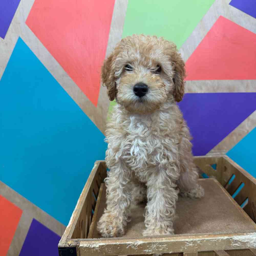 carousel pet images