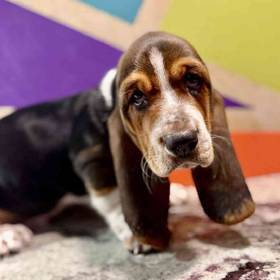 Basset Hound