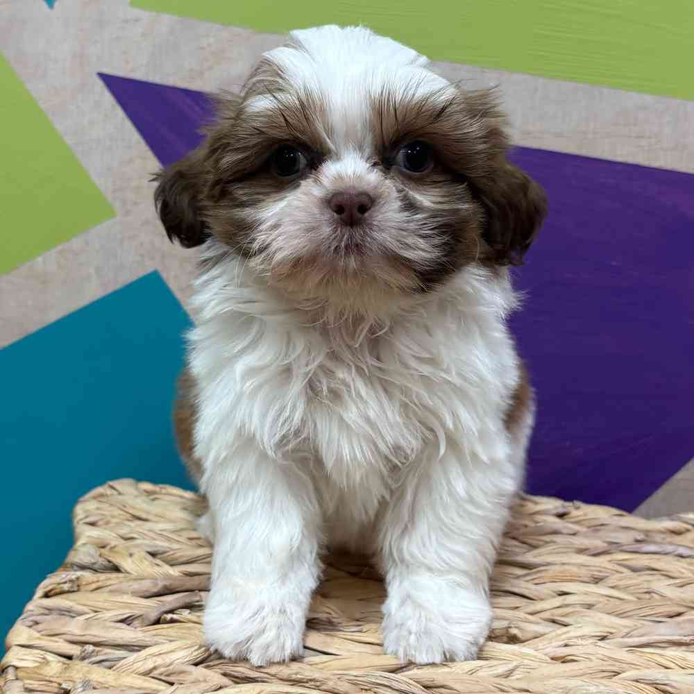 carousel pet images