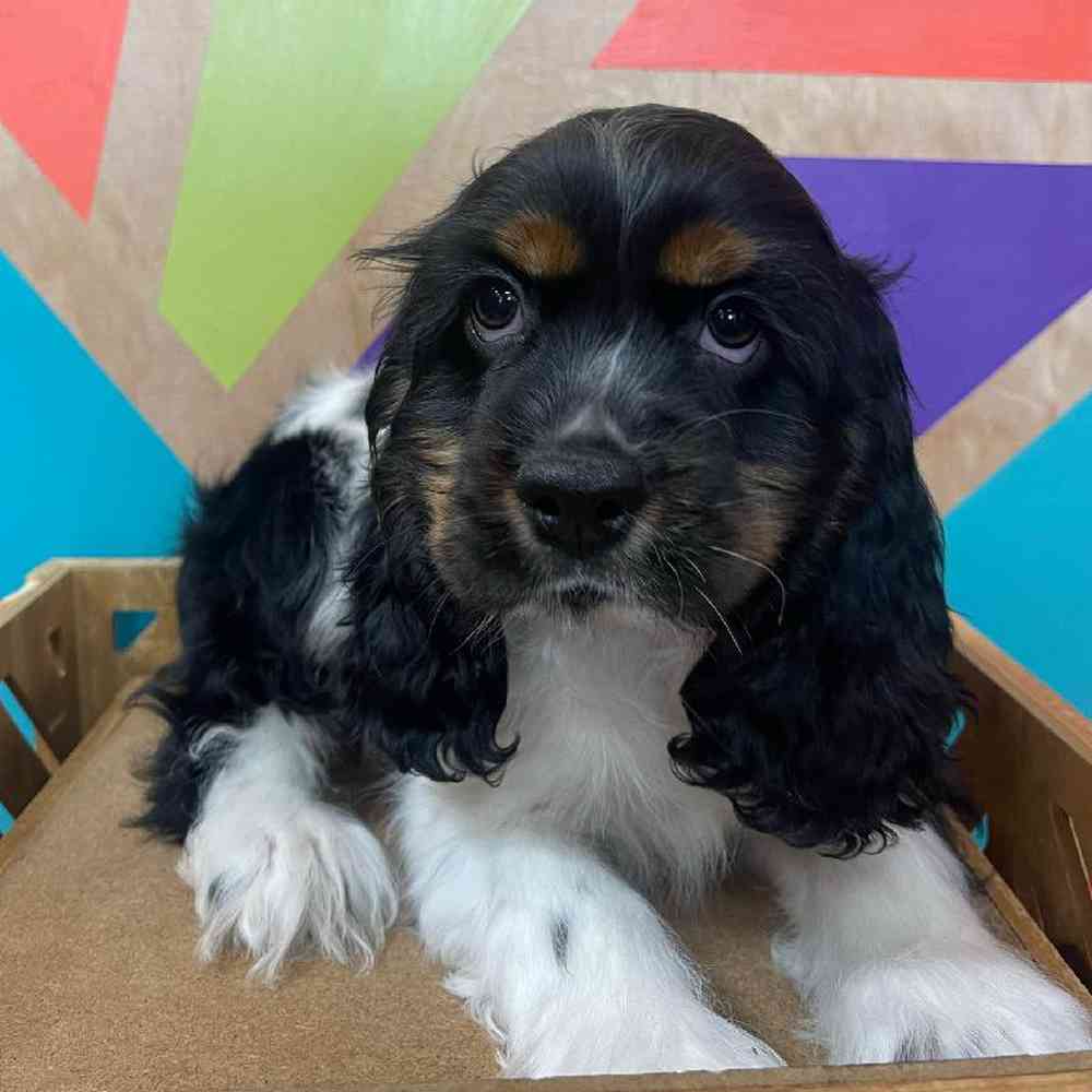 carousel pet images