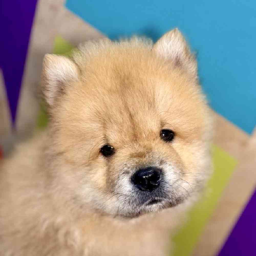 carousel pet images