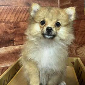 Pomeranian