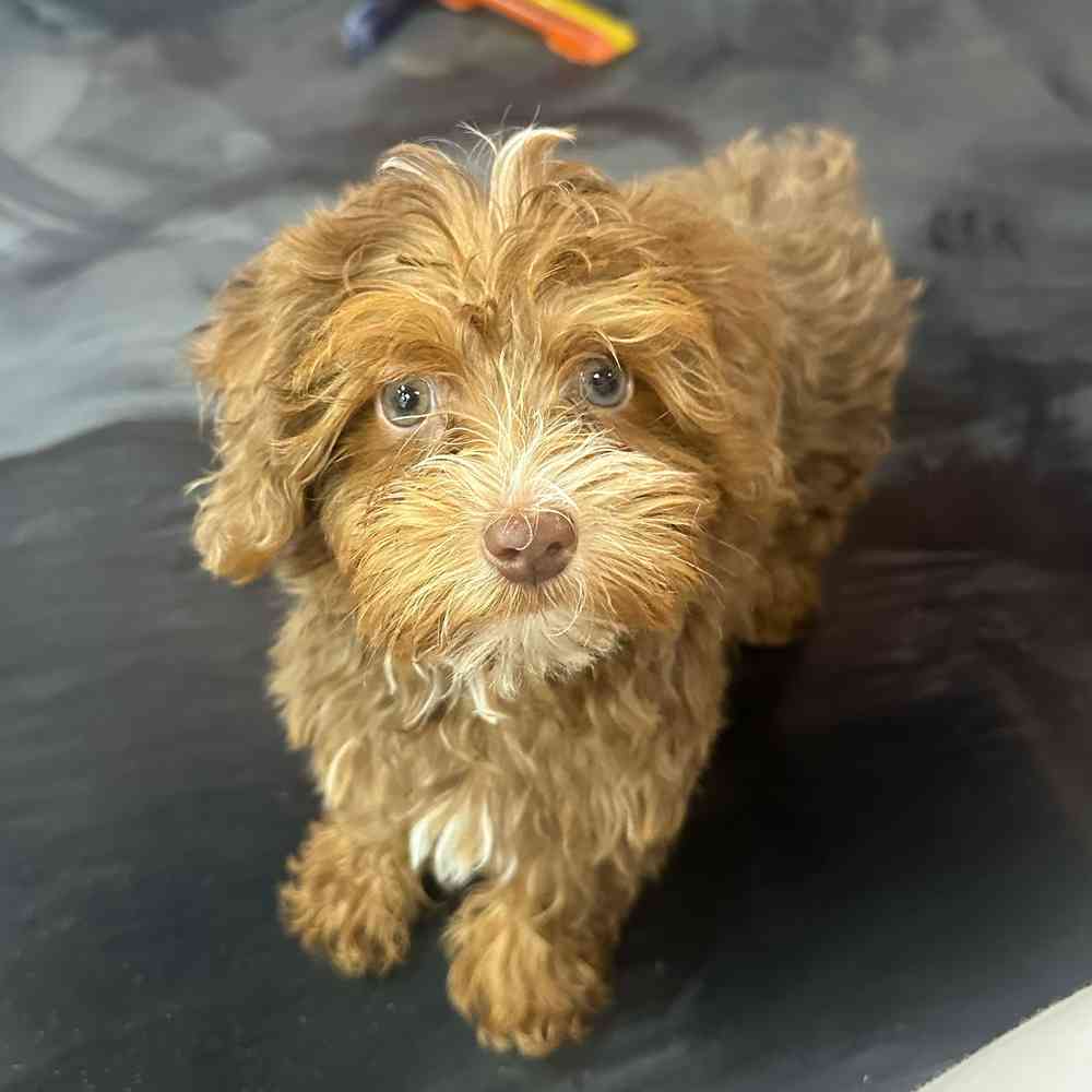 carousel pet images