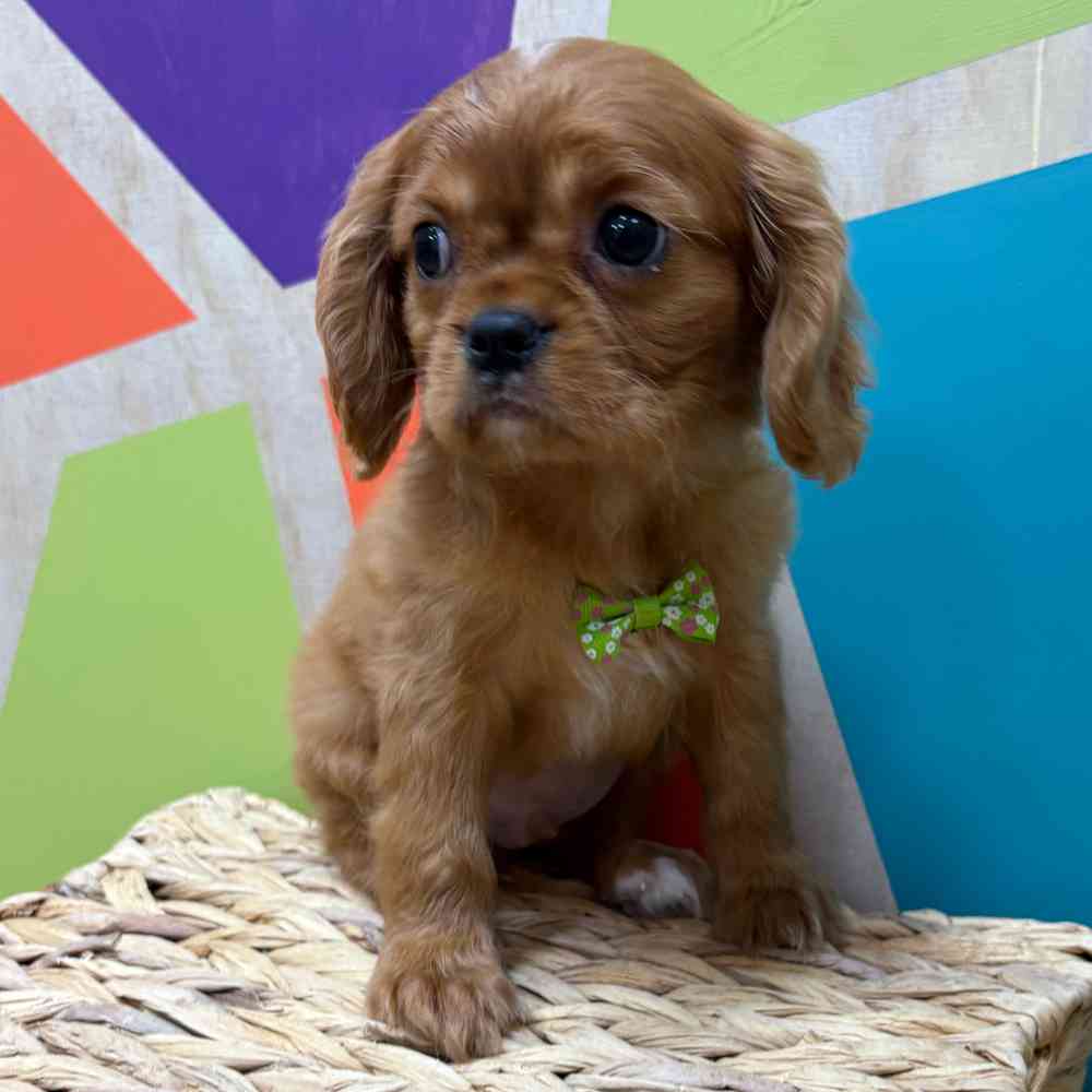 carousel pet images