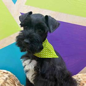 Mini Schnauzer