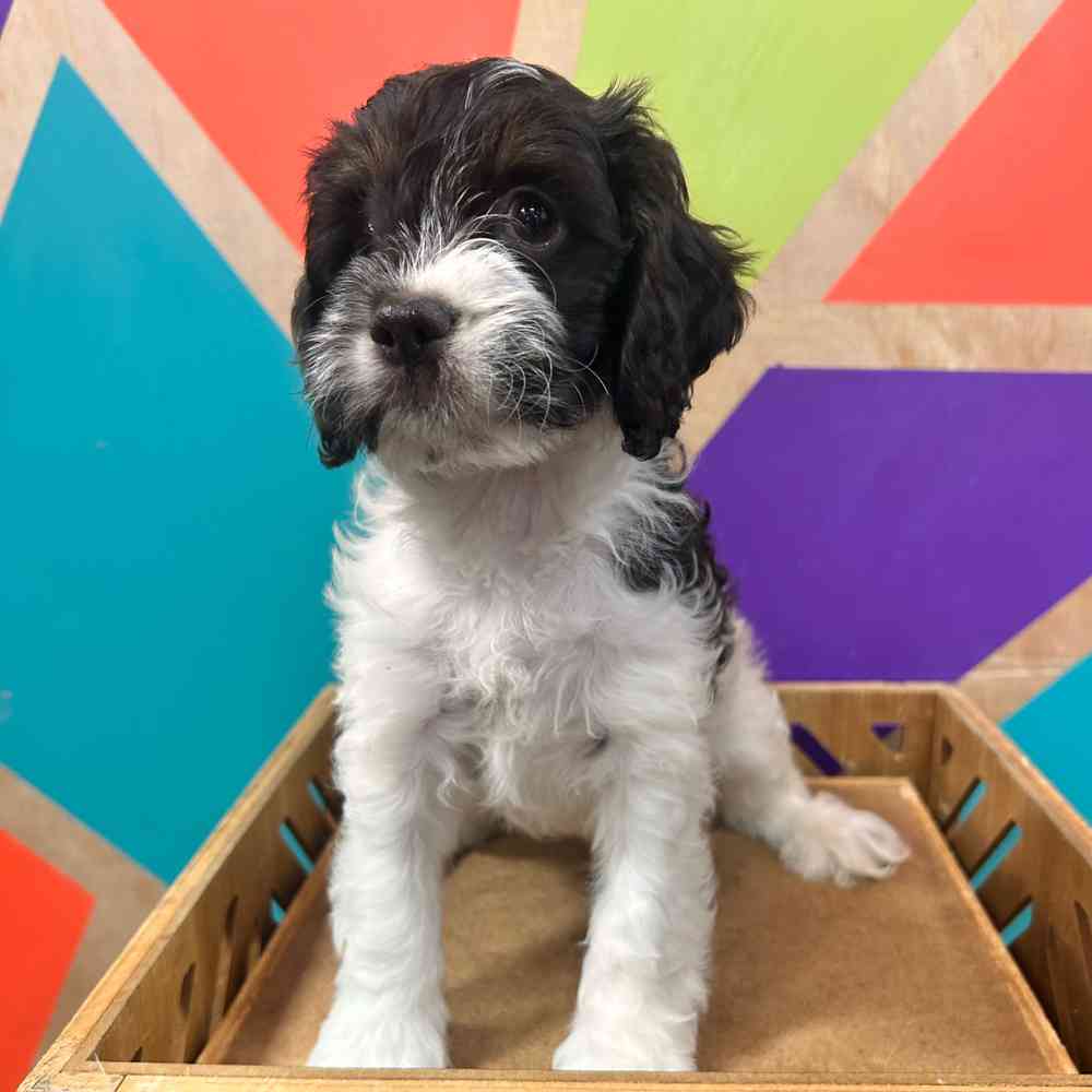 carousel pet images