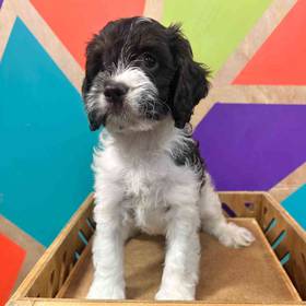 Cockapoo