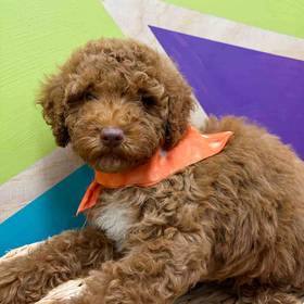 Mini Poodle