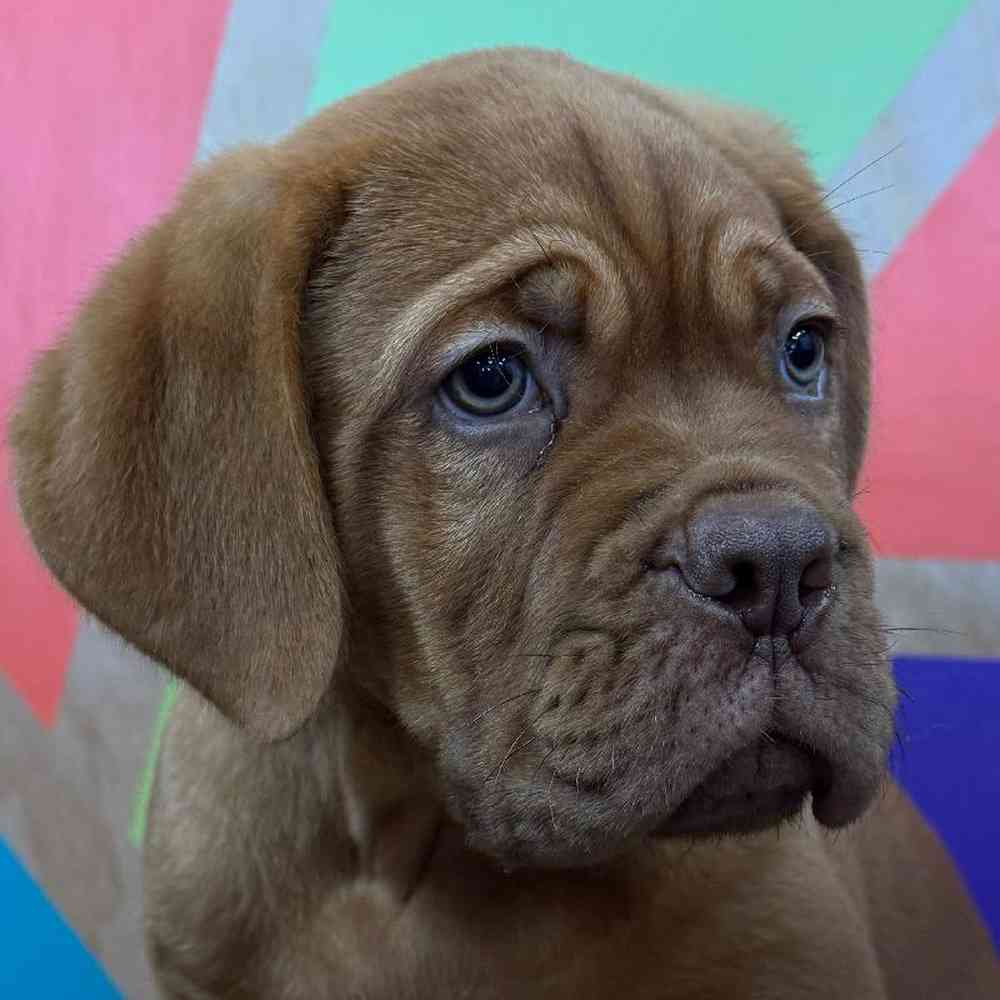 carousel pet images