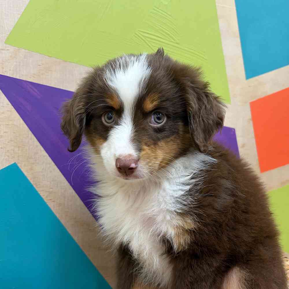 carousel pet images
