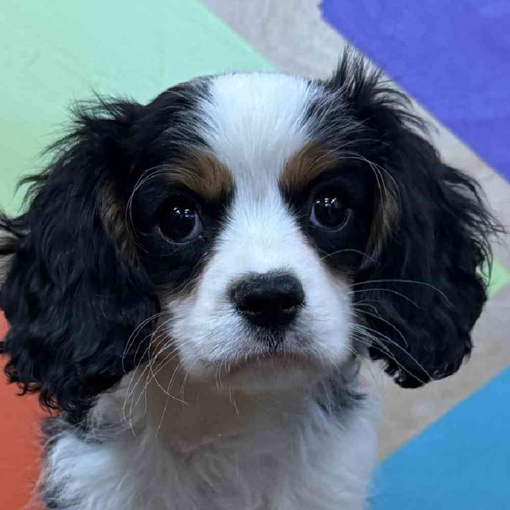 pet breed image