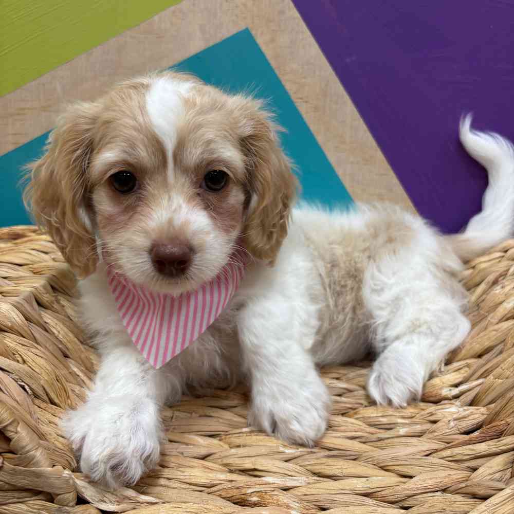 carousel pet images