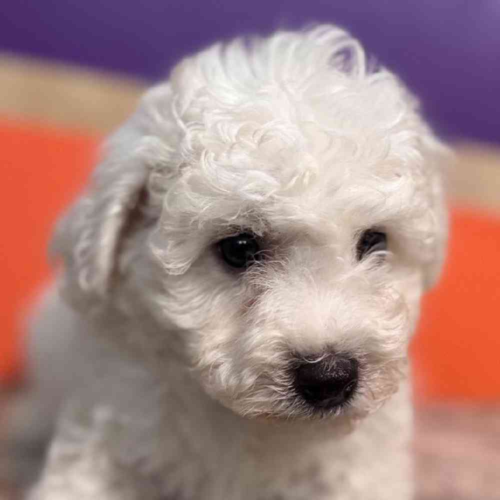Image of a pet breed in the gallery