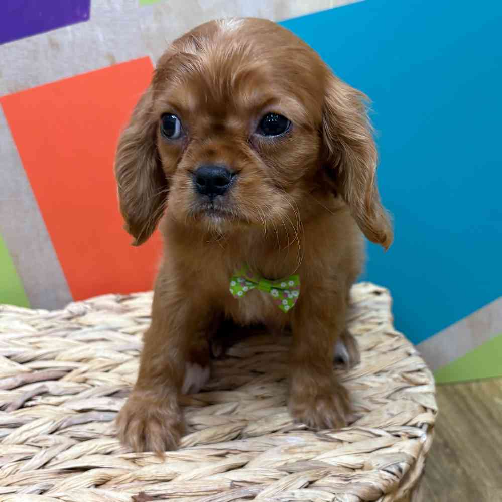 carousel pet images