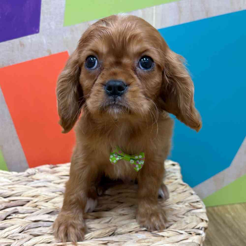 carousel pet images
