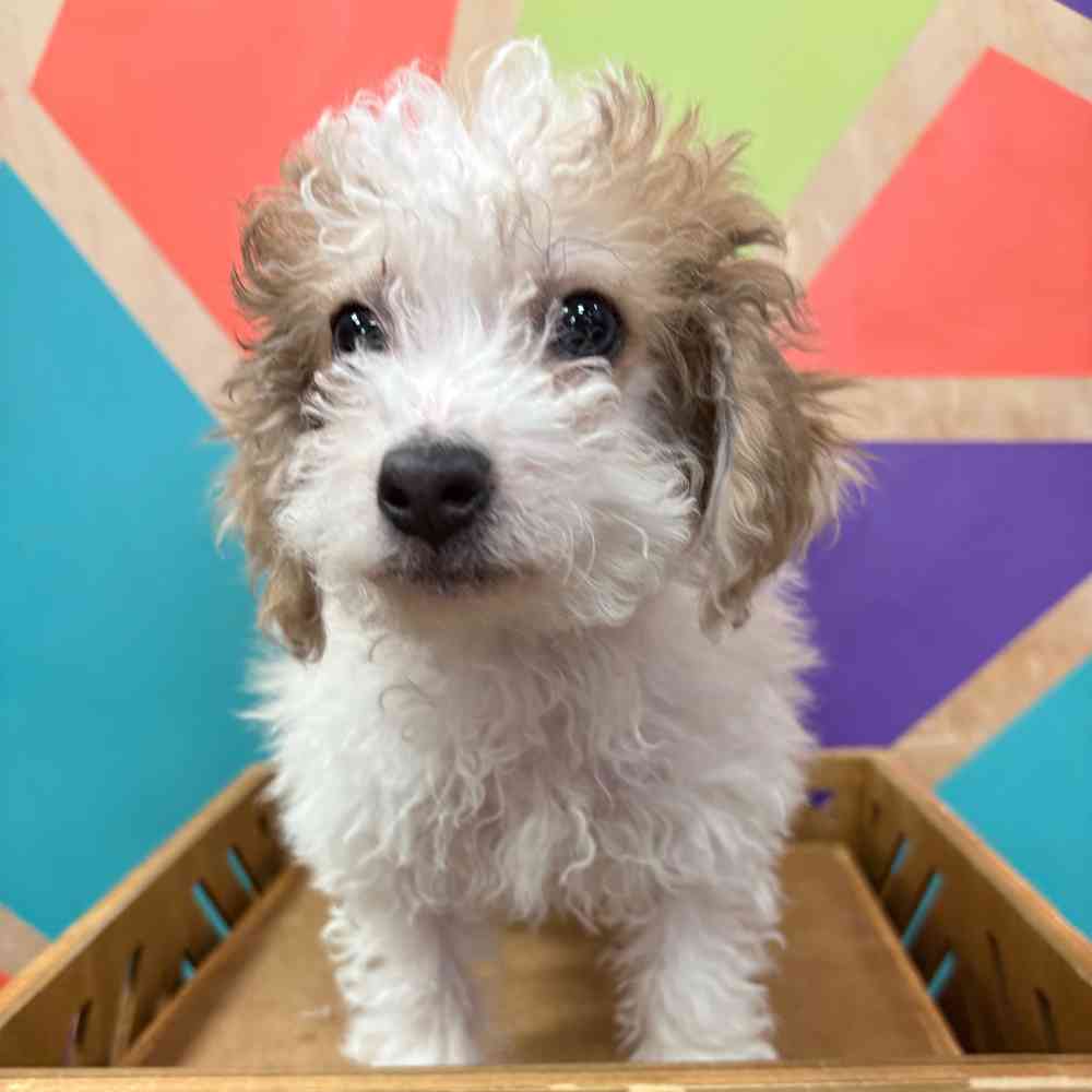 carousel pet images