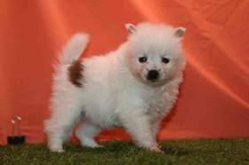Pomeranian
