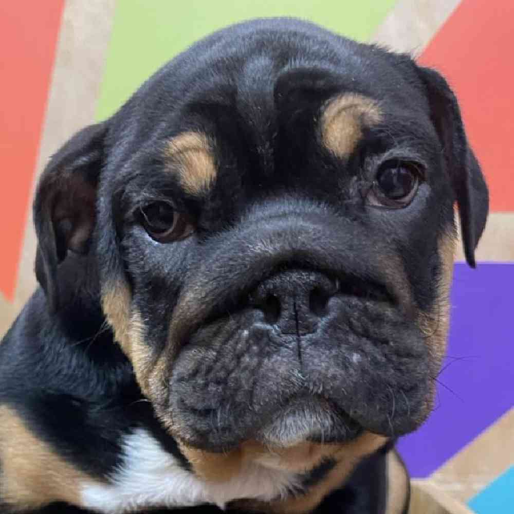 Image of a pet breed in the gallery