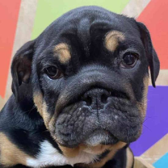 Oliver