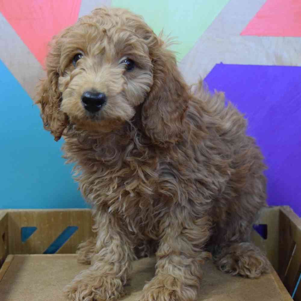 carousel pet images