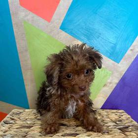 Yorkie-Poo