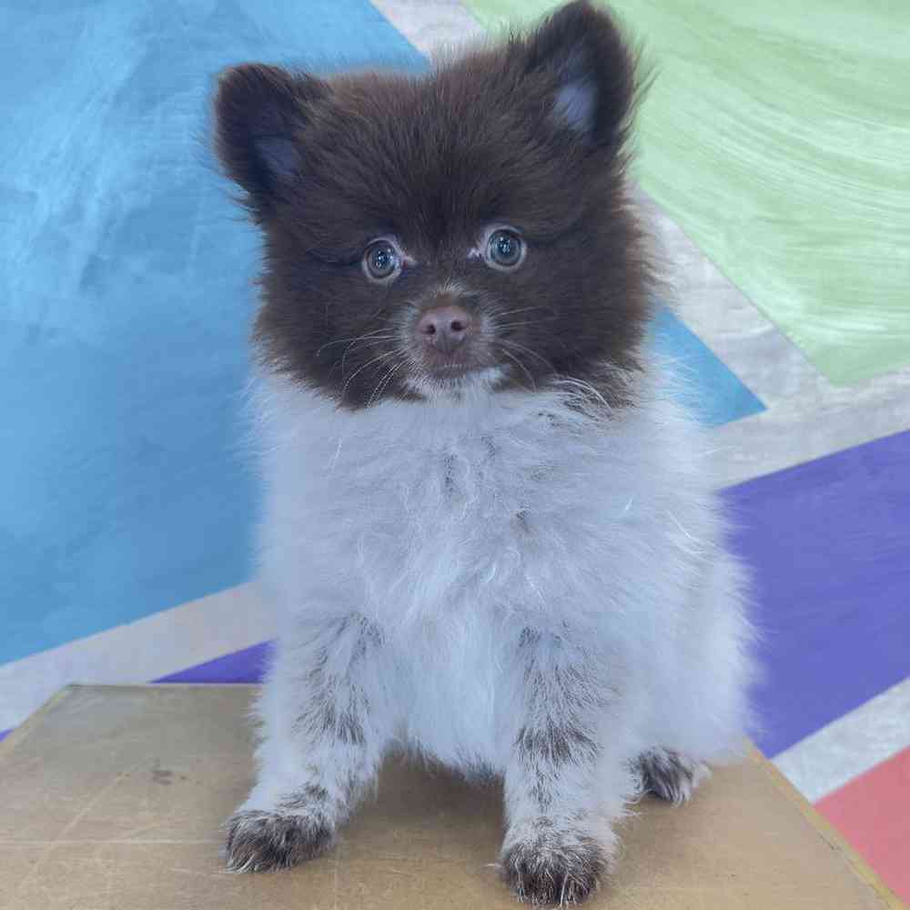 carousel pet images