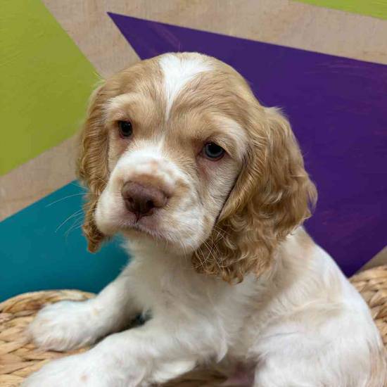 Charlie