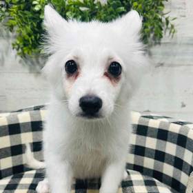 American Eskimo