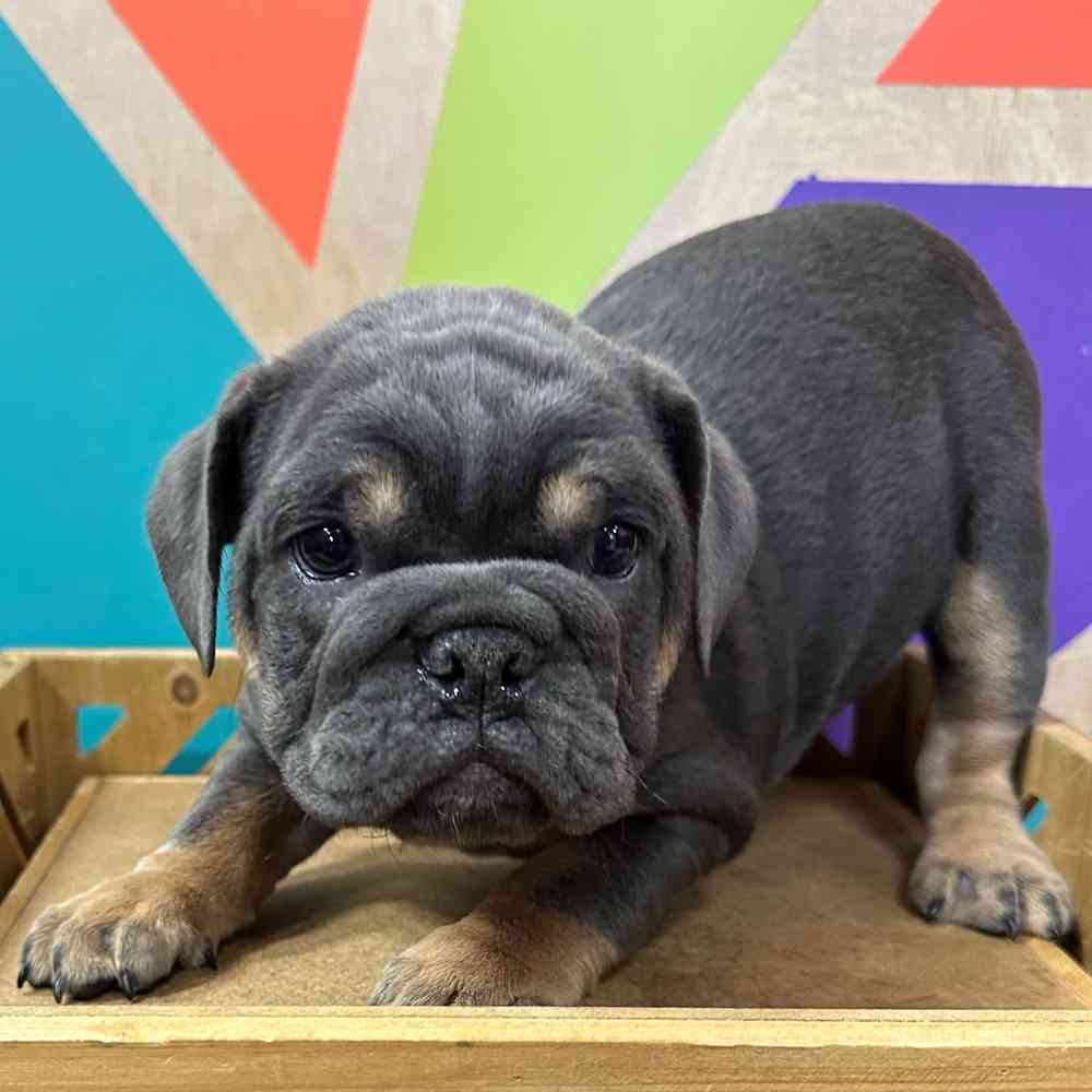 carousel pet images