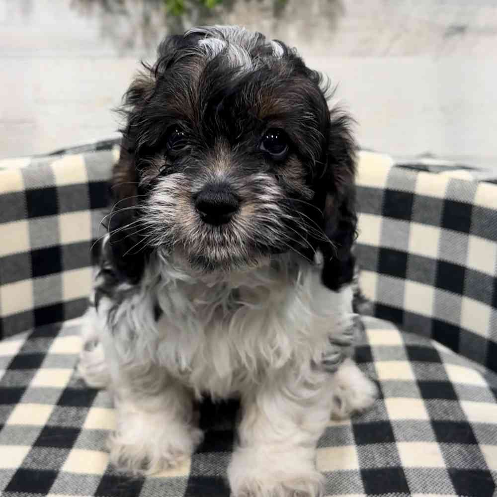 carousel pet images