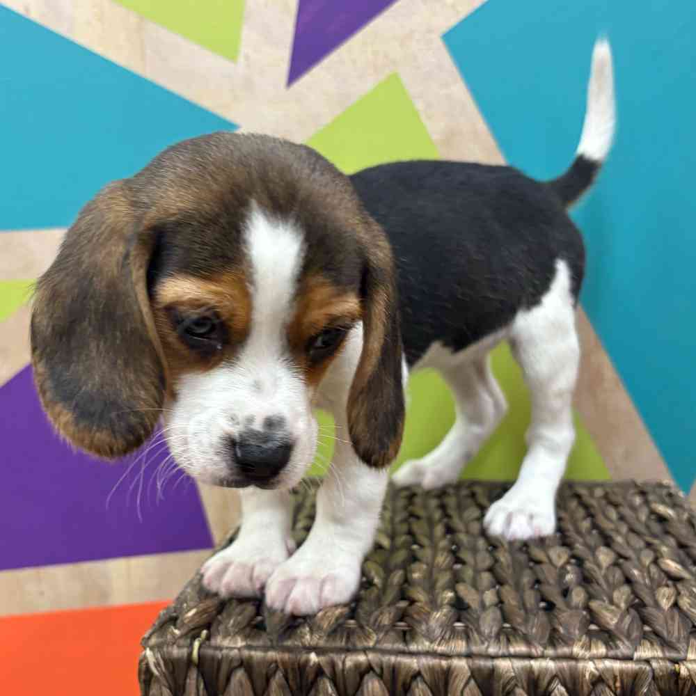 carousel pet images