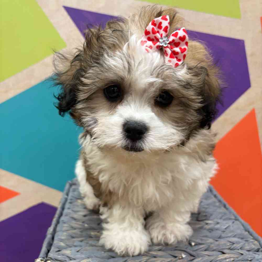 carousel pet images