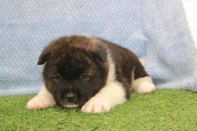 Akita