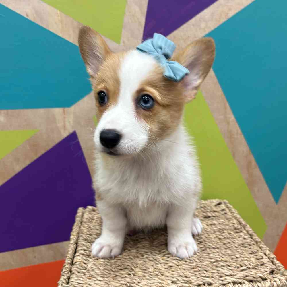 Image of a pet breed in the gallery