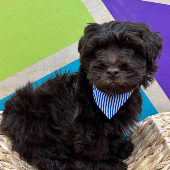 Chewy