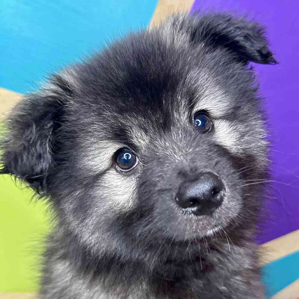 Image of a pet breed in the gallery