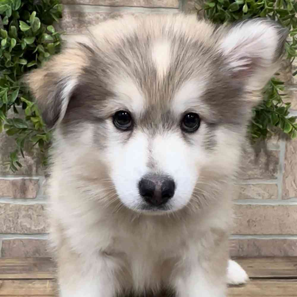 Floof