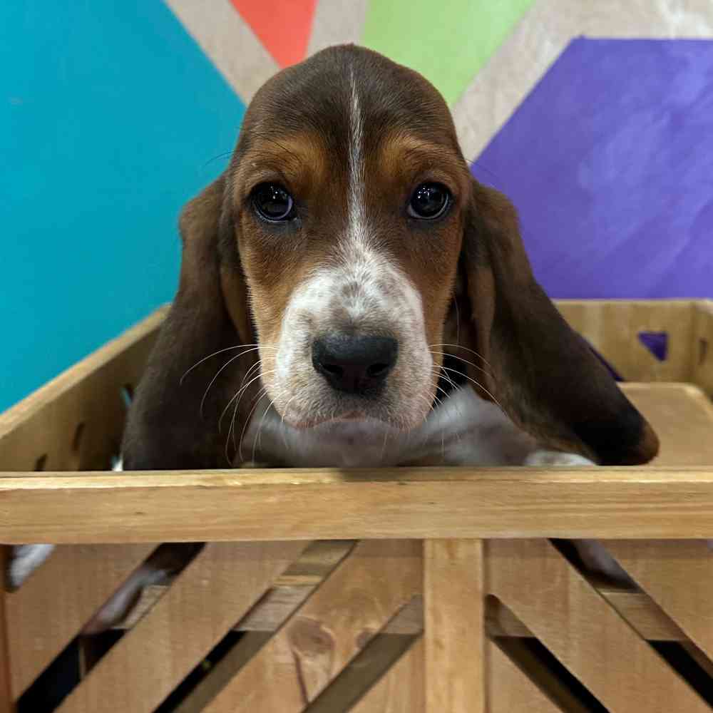 carousel pet images